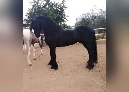 Friesen, Hengst, 12 Jahre, 16,2 hh, Rappe