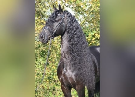 Friesian horses, Stallion, 13 years, 16,1 hh, Black