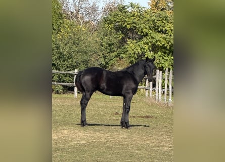 Friesian horses, Stallion, 1 year, 14,2 hh, Black