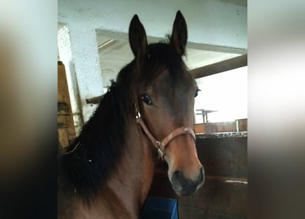 Friesian horses Mix, Stallion, 1 year, 15 hh, Brown