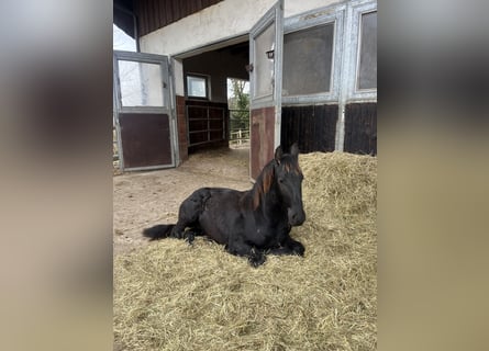 Friesian horses, Stallion, 1 year, 15,1 hh, Black