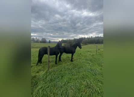 Friesian horses, Stallion, 1 year, 15,1 hh, Black