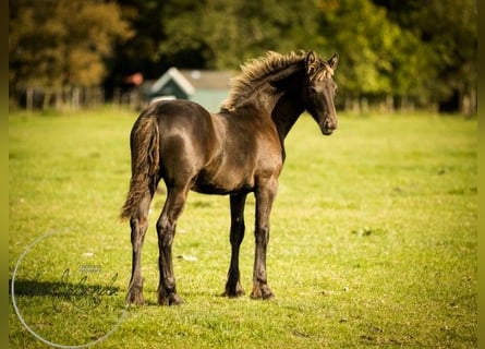 Friesian horses, Stallion, 1 year