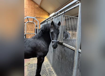 Friesian horses, Stallion, 1 year, Black