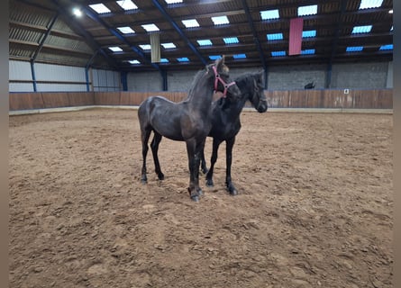 Friesian horses, Stallion, 1 year, Black