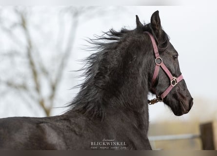 Friesian horses, Stallion, 1 year, Black