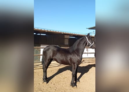 Friesian horses, Stallion, 2 years, 16.1 hh, Black
