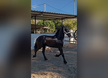Friesian horses, Stallion, 2 years, 16.1 hh, Black