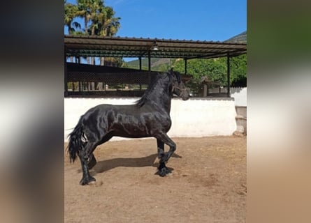 Friesian horses, Stallion, 2 years, 16.1 hh, Black