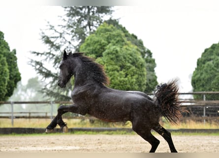 Friesian horses, Stallion, 2 years, 16 hh, Black