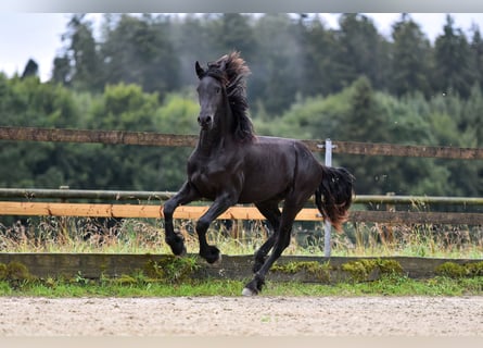 Friesian horses, Stallion, 2 years, 16 hh, Black