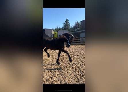 Friesian horses, Stallion, 2 years, 16 hh, Black