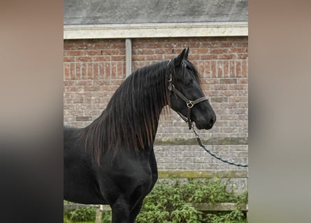 Friesian horses, Stallion, 2 years, 16 hh