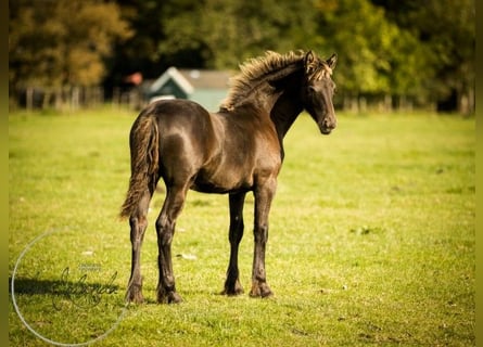 Friesian horses, Stallion, 2 years