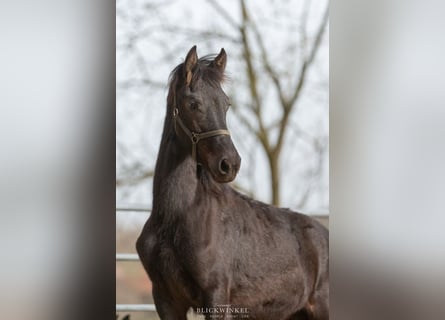 Friesian horses, Stallion, 2 years, Black