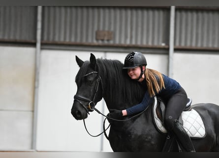 Friesian horses, Stallion, 3 years, 15.1 hh, Black