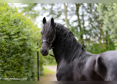 Friesian horses, Stallion, 3 years, 15.2 hh, Black