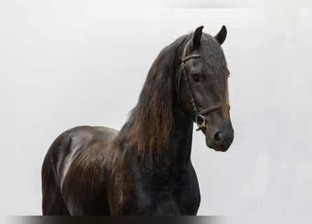 Friesian horses, Stallion, 3 years, 15,2 hh, Black