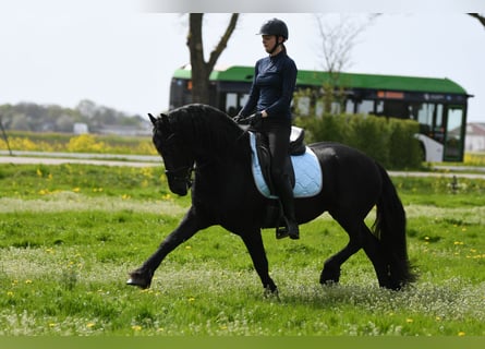 Friesian horses, Stallion, 3 years, 15,3 hh, Black