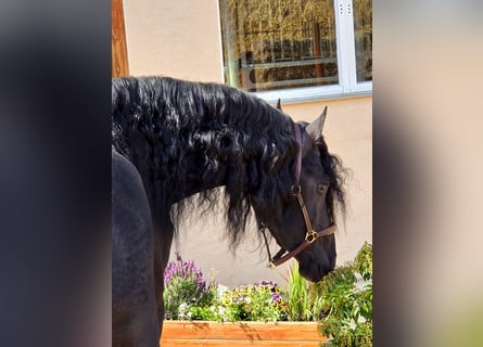 Friesian horses, Stallion, 3 years, 16.1 hh, Black