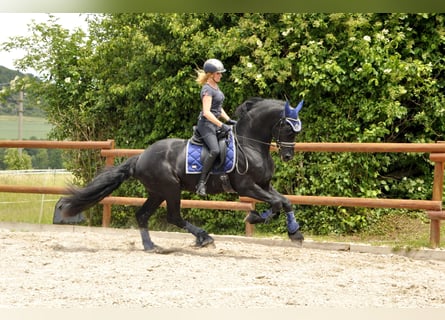 Friesian horses, Stallion, 3 years, 16.1 hh, Black