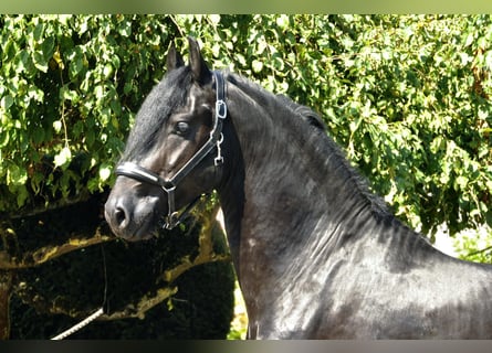 Friesian horses, Stallion, 3 years, 16.1 hh, Black Friesian horses, Stallion, 3 years, 16.1 hh, Black