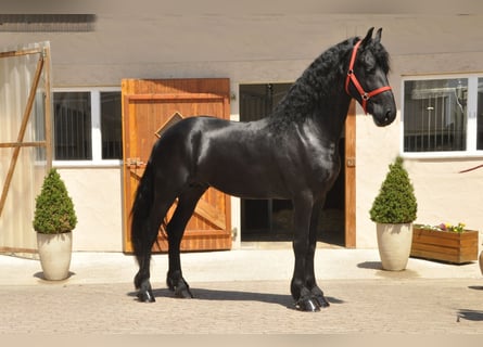 Friesian horses, Stallion, 3 years, 16.1 hh, Black