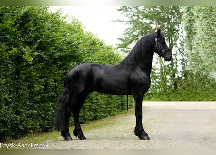 Friesian horses, Stallion, 3 years, 16.1 hh, Black