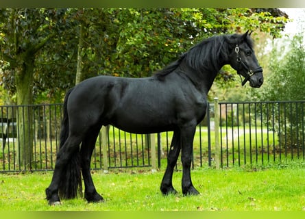 Friesian horses, Stallion, 3 years, 16,1 hh, Black