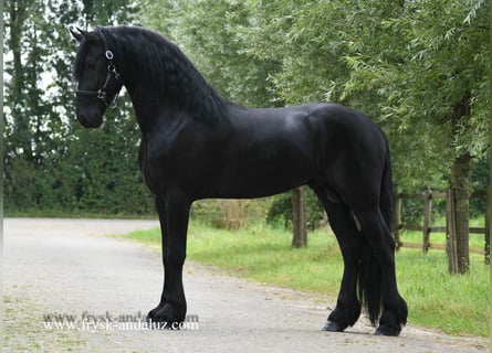 Friesian horses, Stallion, 3 years, 16,1 hh, Black