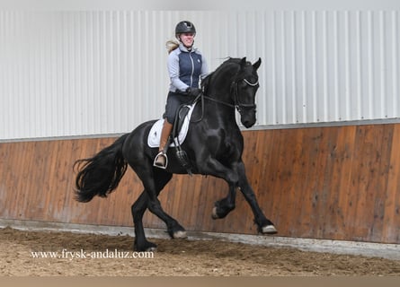 Friesian horses, Stallion, 3 years, 16.2 hh, Black