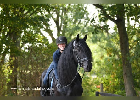 Friesian horses, Stallion, 3 years, 16.2 hh, Black Friesian horses, Stallion, 3 years, 16.2 hh, Black