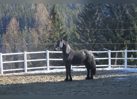 Friesian horses, Stallion, 3 years, 16 hh, Black