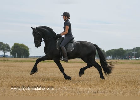 Friesian horses, Stallion, 3 years, 16 hh, Black