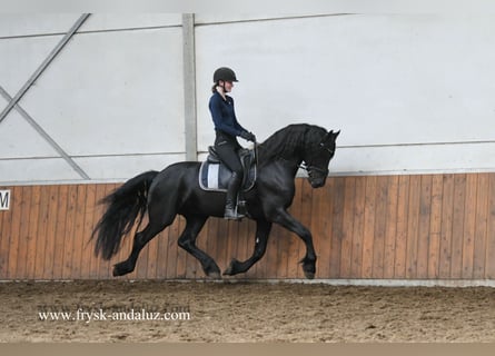 Friesian horses, Stallion, 3 years, 16 hh, Black