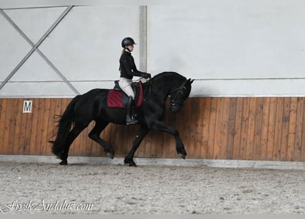 Friesian horses, Stallion, 3 years, 16 hh, Grey-Dark-Tan