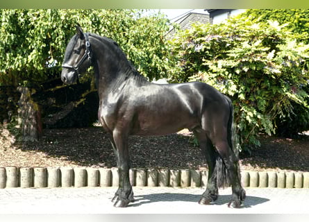 Friesian horses, Stallion, 3 years, 16,1 hh, Black