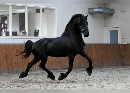 Friesian horses, Stallion, 3 years, Black