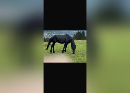 Friesian horses, Stallion, 3 years, Black