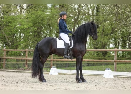 Friesian horses, Stallion, 4 years, 16.1 hh, Black