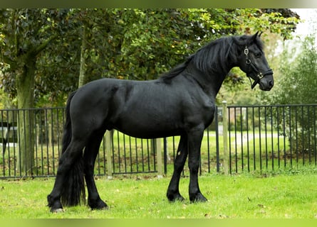 Friesian horses, Stallion, 4 years, 16,1 hh, Black