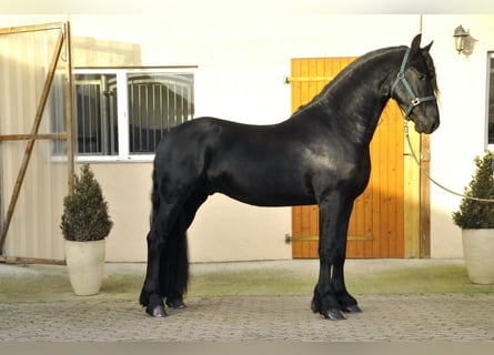 Friesian horses, Stallion, 4 years, 16,1 hh, Black