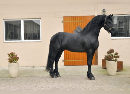 Friesian horses, Stallion, 4 years, 16.1 hh, Black