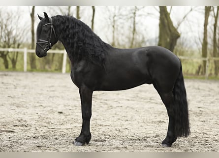 Friesian horses, Stallion, 4 years, 16,2 hh, Black