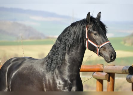 Friesian horses, Stallion, 4 years, 16.2 hh, Black