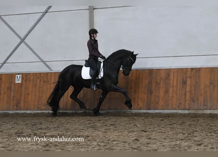 Friesian horses, Stallion, 4 years, 16 hh, Black