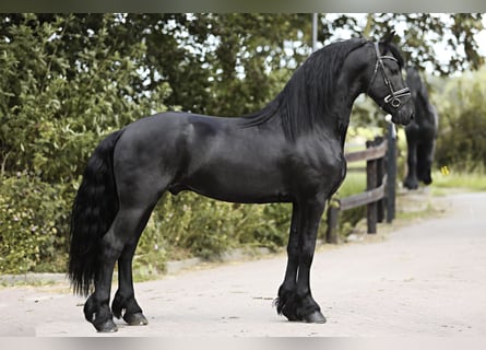 Friesian horses, Stallion, 4 years, 16 hh, Black