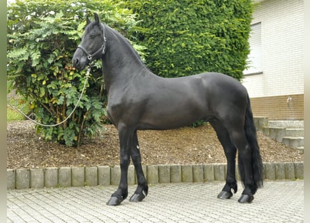 Friesian horses, Stallion, 4 years, 16 hh, Black