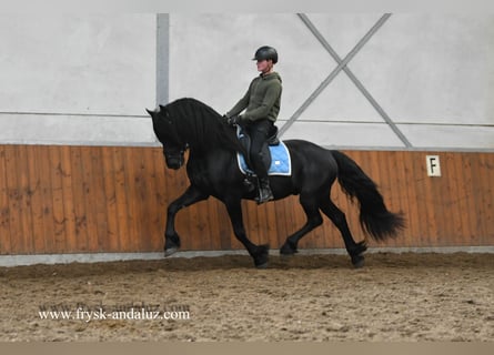 Friesian horses, Stallion, 4 years, 16 hh, Black