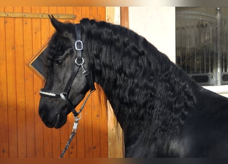 Friesian horses, Stallion, 4 years, 16 hh, Black